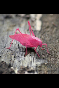 Relif from Fears and Phobias